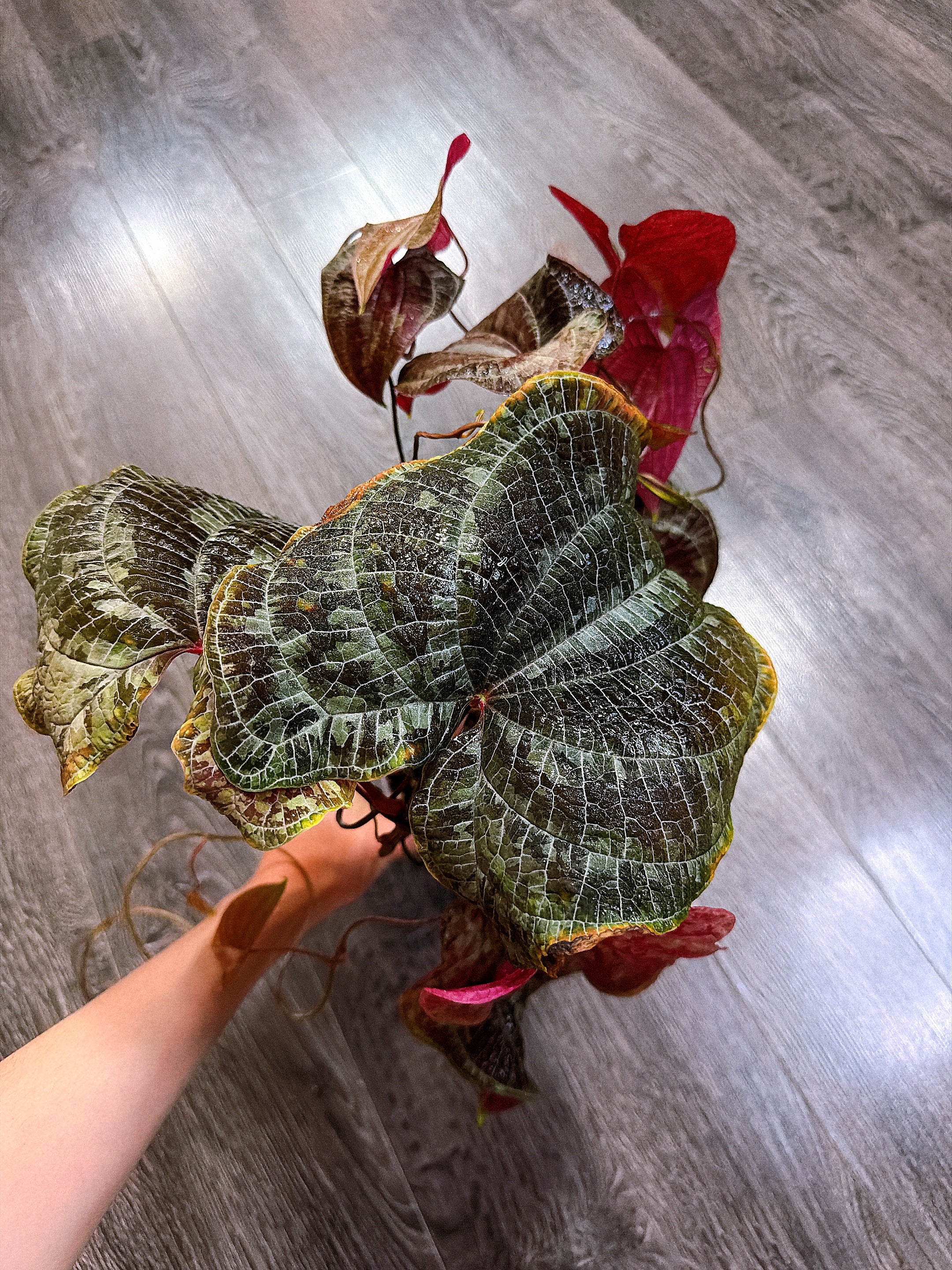 Dioscorea Discolor（Two Active Growth Stems）- Local Pickup and Delivery Only