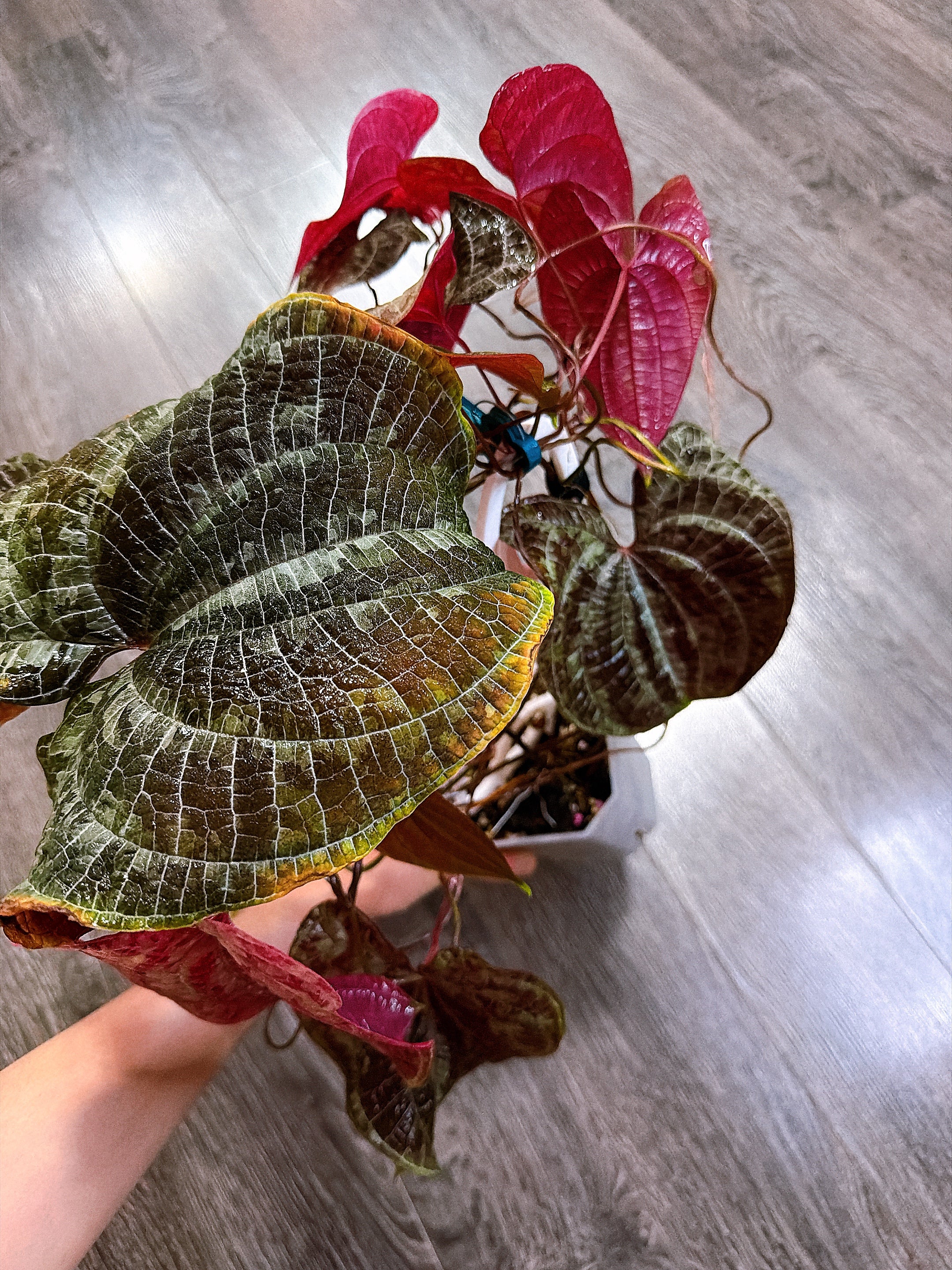 Dioscorea Discolor（Two Active Growth Stems）- Local Pickup and Delivery Only