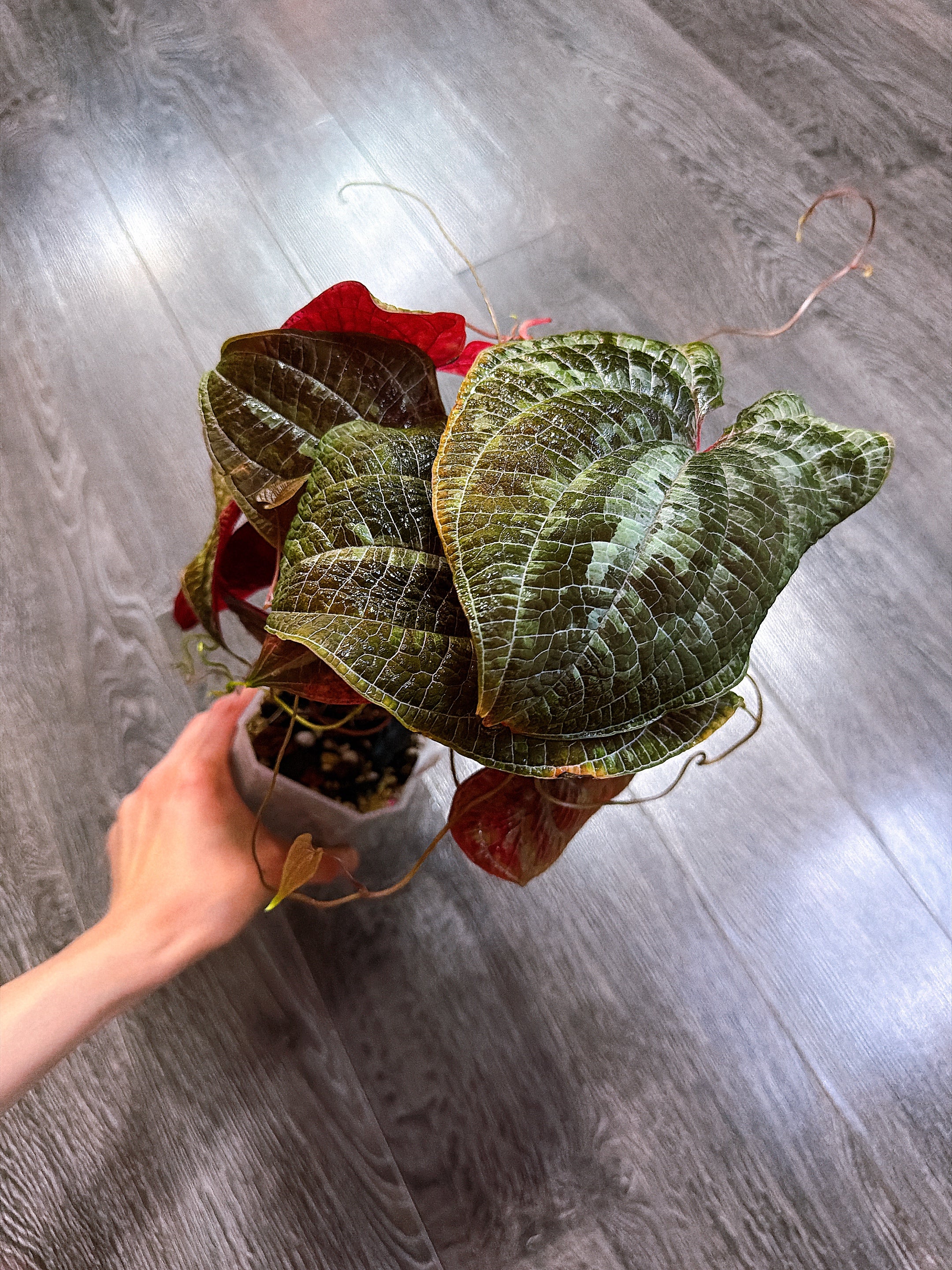 Dioscorea Discolor（Two Active Growth Stems）- Local Pickup and Delivery Only