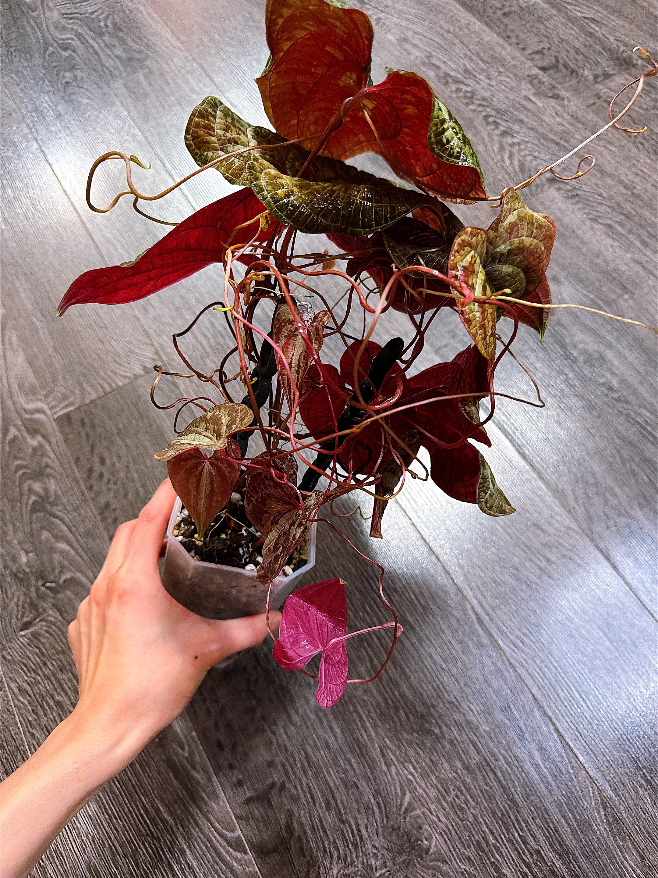 Dioscorea Discolor（Two Active Growth Stems）- Local Pickup and Delivery Only
