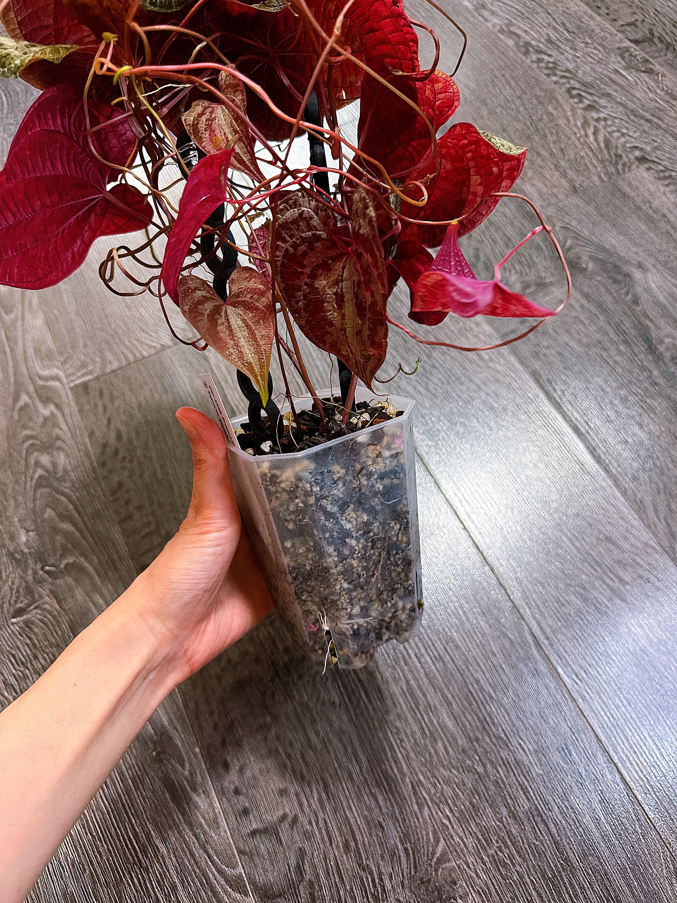 Dioscorea Discolor（Two Active Growth Stems）- Local Pickup and Delivery Only