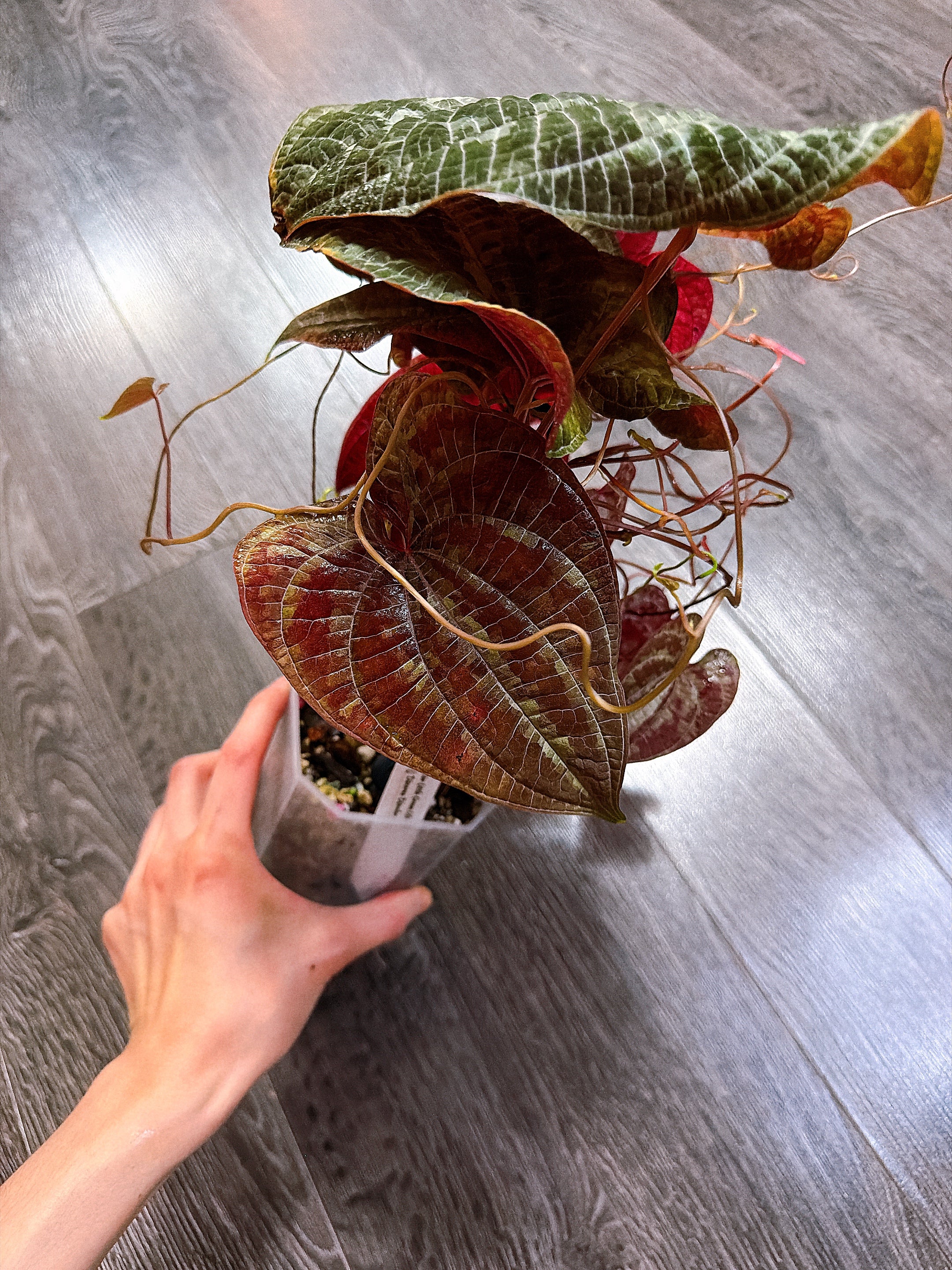 Dioscorea Discolor（Two Active Growth Stems）- Local Pickup and Delivery Only
