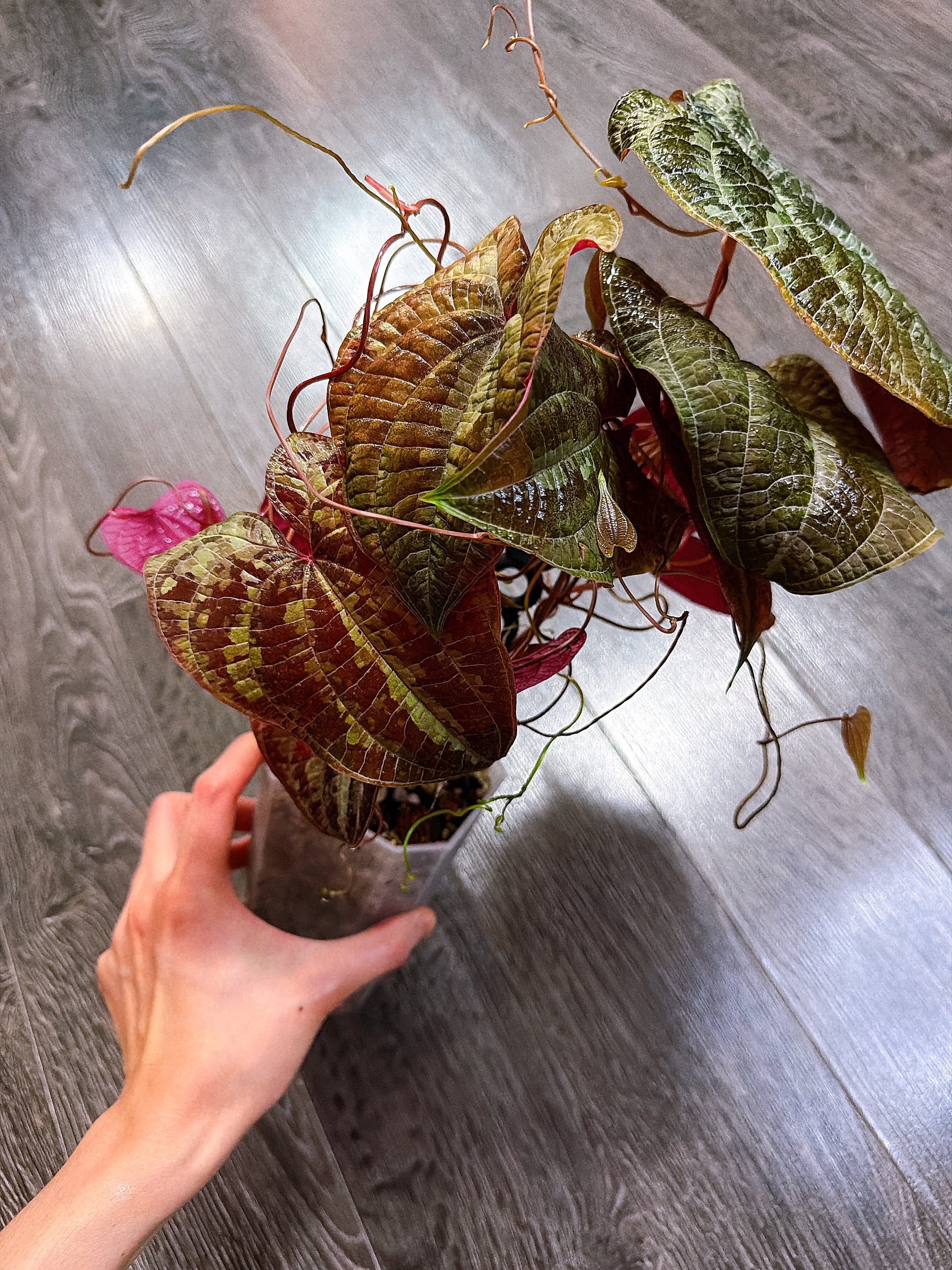 Dioscorea Discolor（Two Active Growth Stems）- Local Pickup and Delivery Only