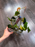 Philodendron Micans Mint Variegated（Two to Three Active Growth Points）
