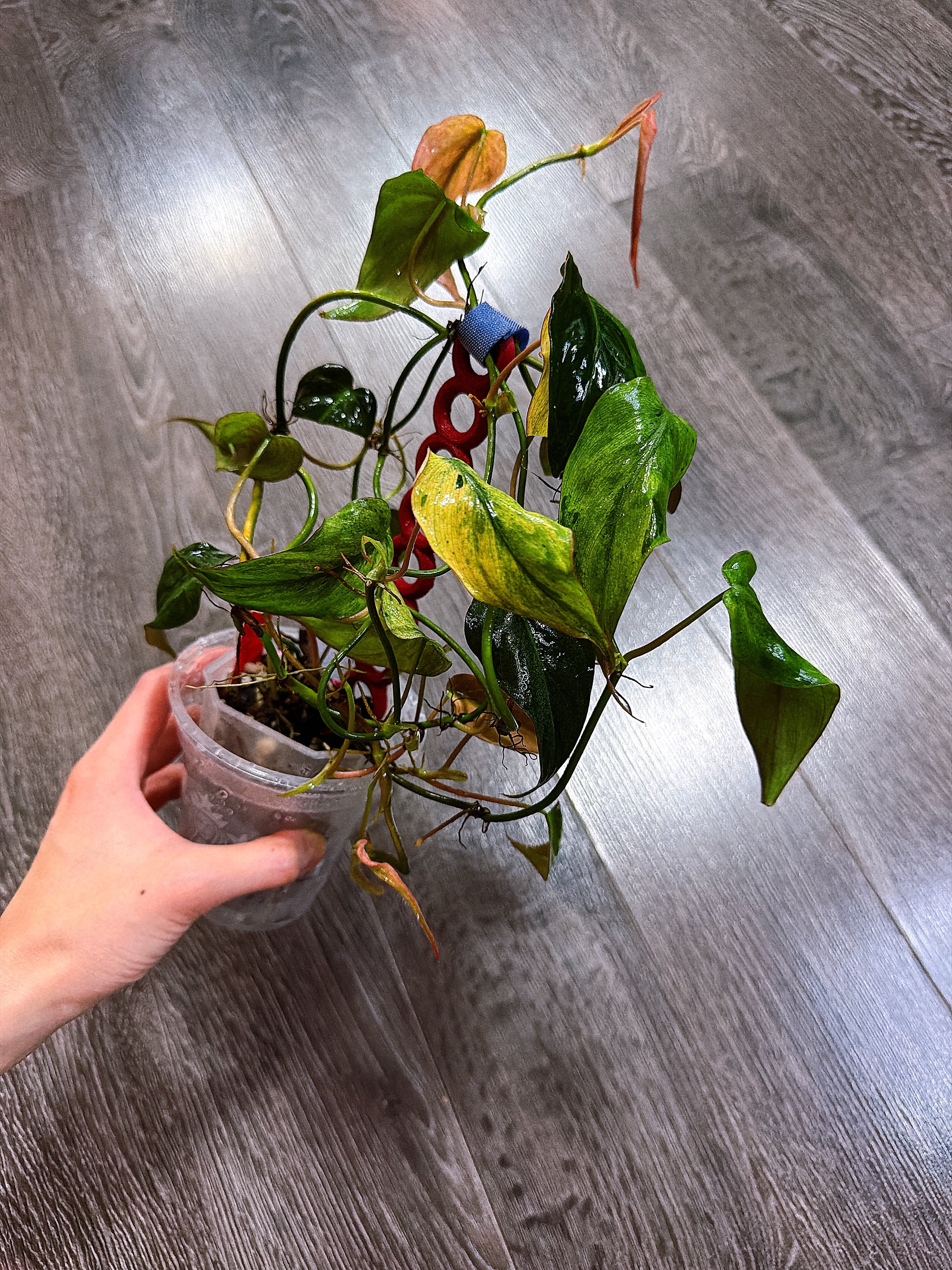 Philodendron Micans Mint Variegated（Two to Three Active Growth Points）