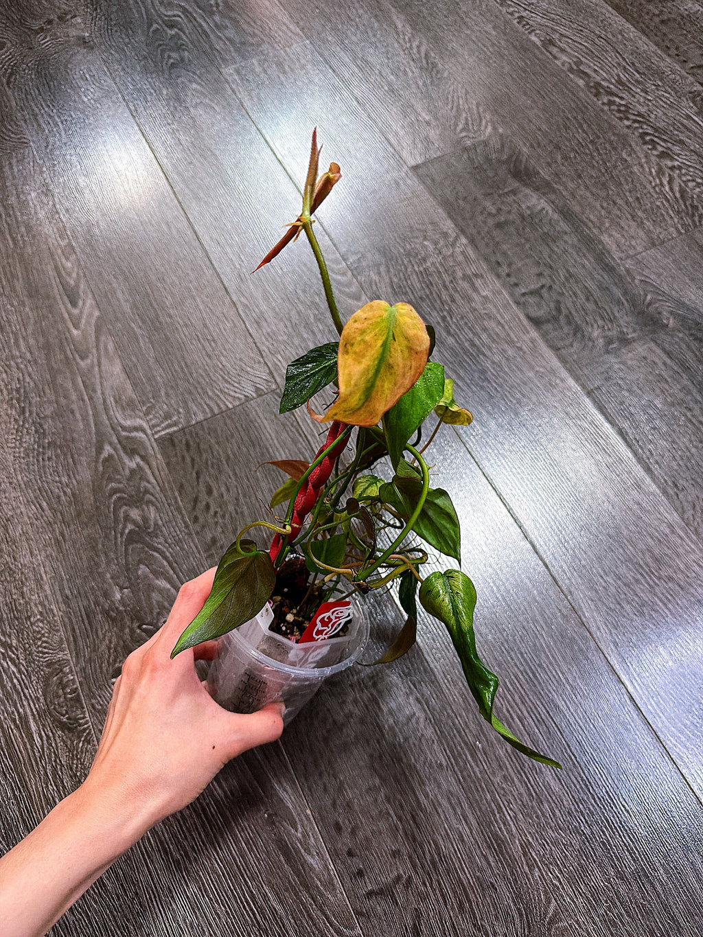 Philodendron Micans Mint Variegated（Two to Three Active Growth Points）