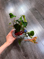 Philodendron Micans Mint Variegated（Two to Three Active Growth Points）