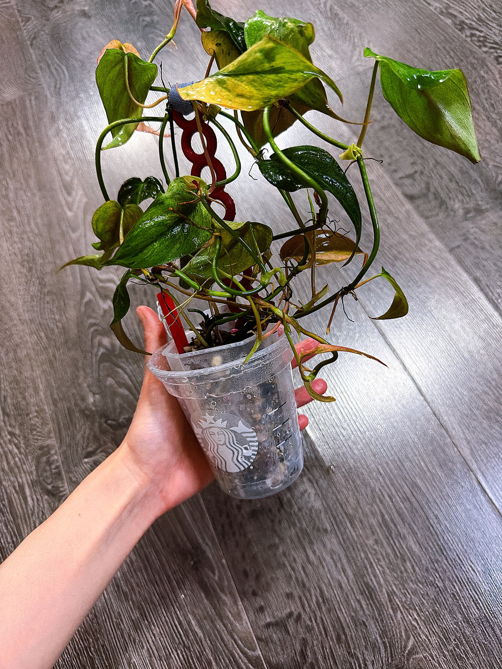 Philodendron Micans Mint Variegated（Two to Three Active Growth Points）