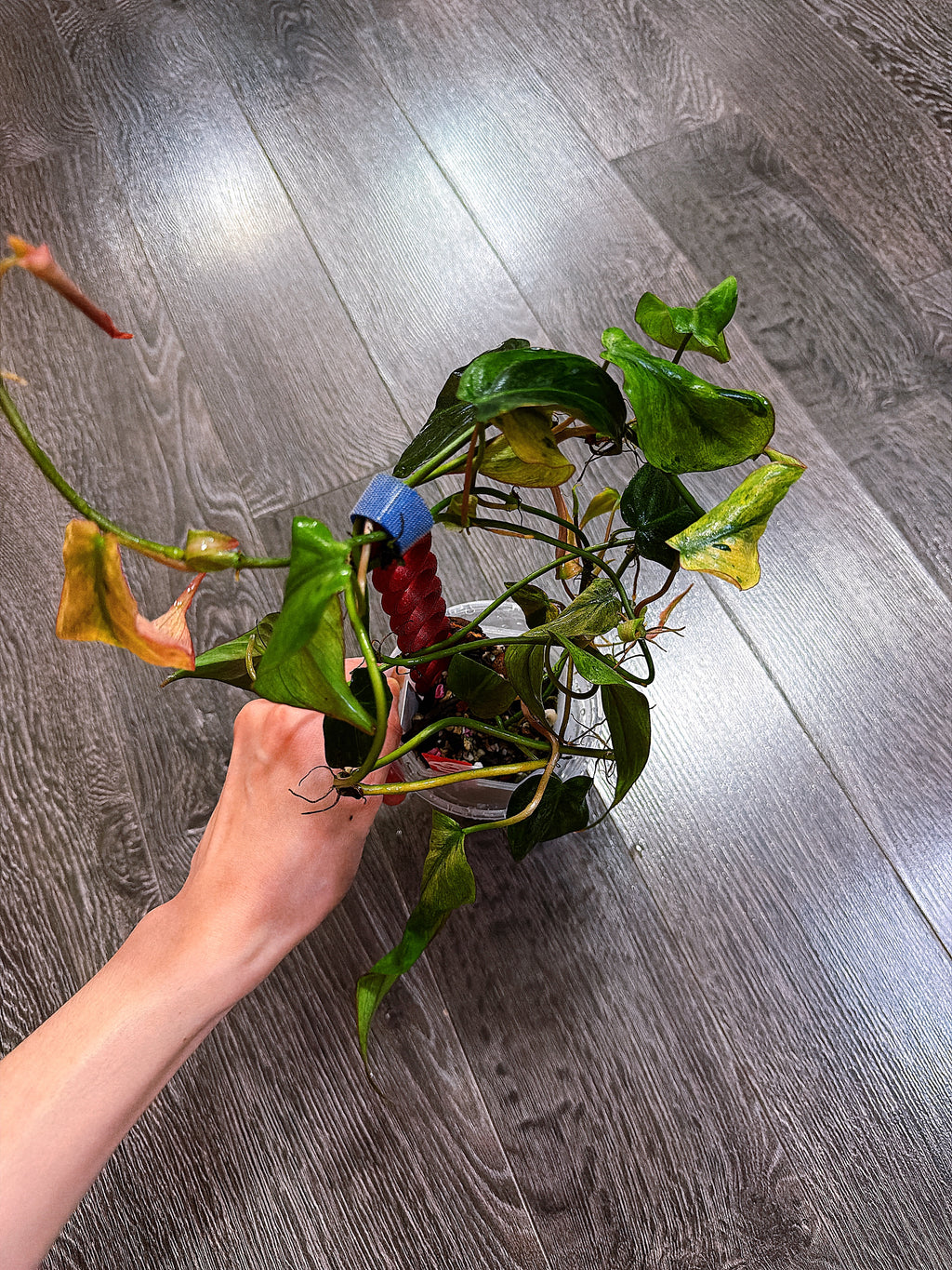 Philodendron Micans Mint Variegated（Two to Three Active Growth Points）