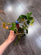 Philodendron Micans Mint Variegated（Two to Three Active Growth Points）