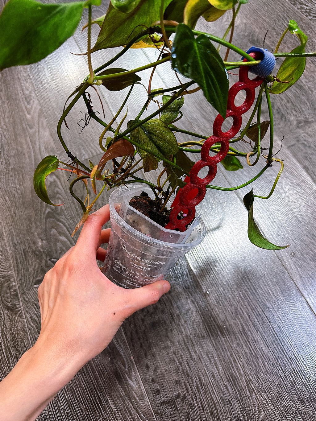Philodendron Micans Mint Variegated（Two to Three Active Growth Points）