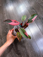 Philodendron Pink Princess Mutation