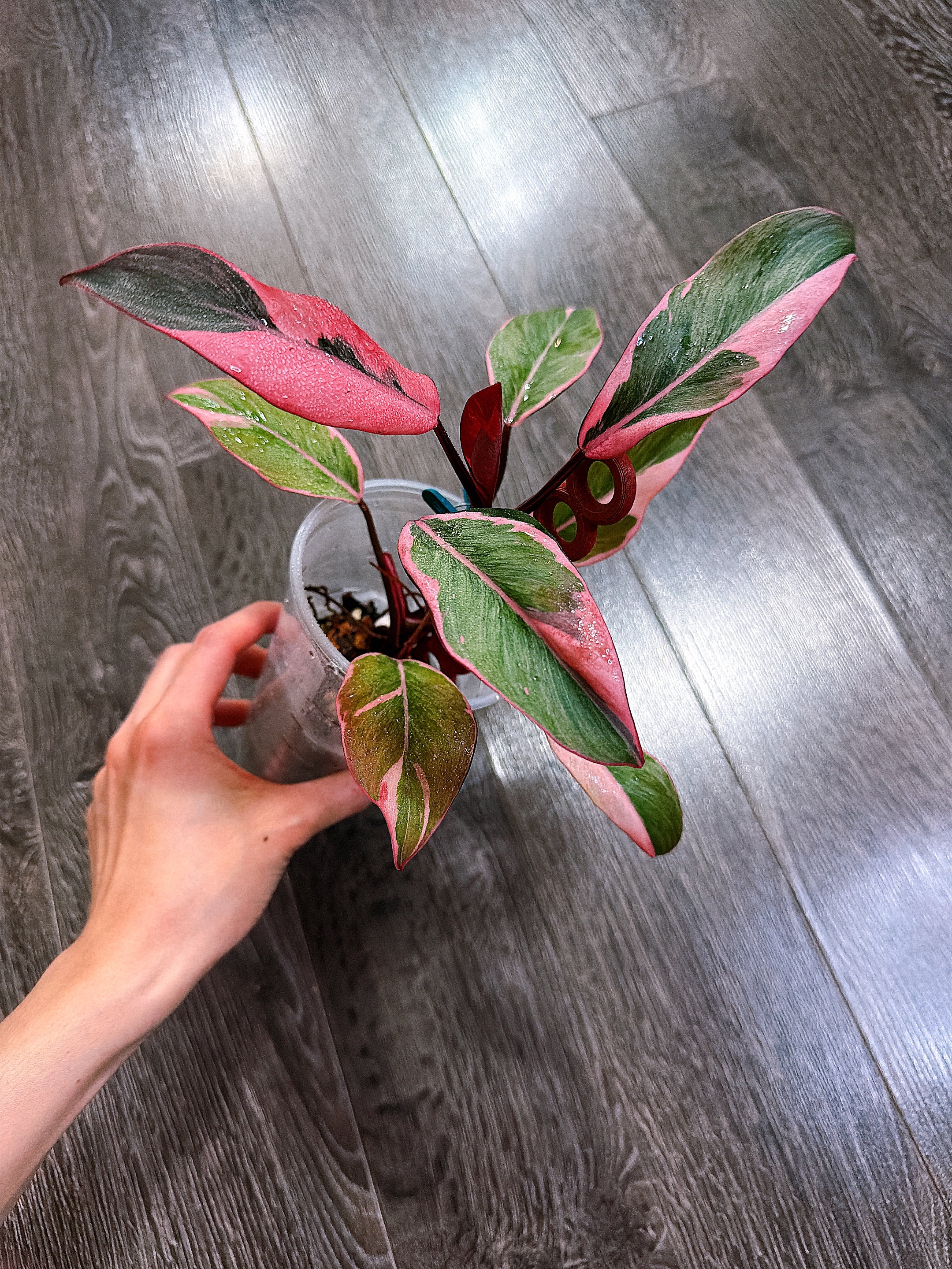 Philodendron Pink Princess Mutation