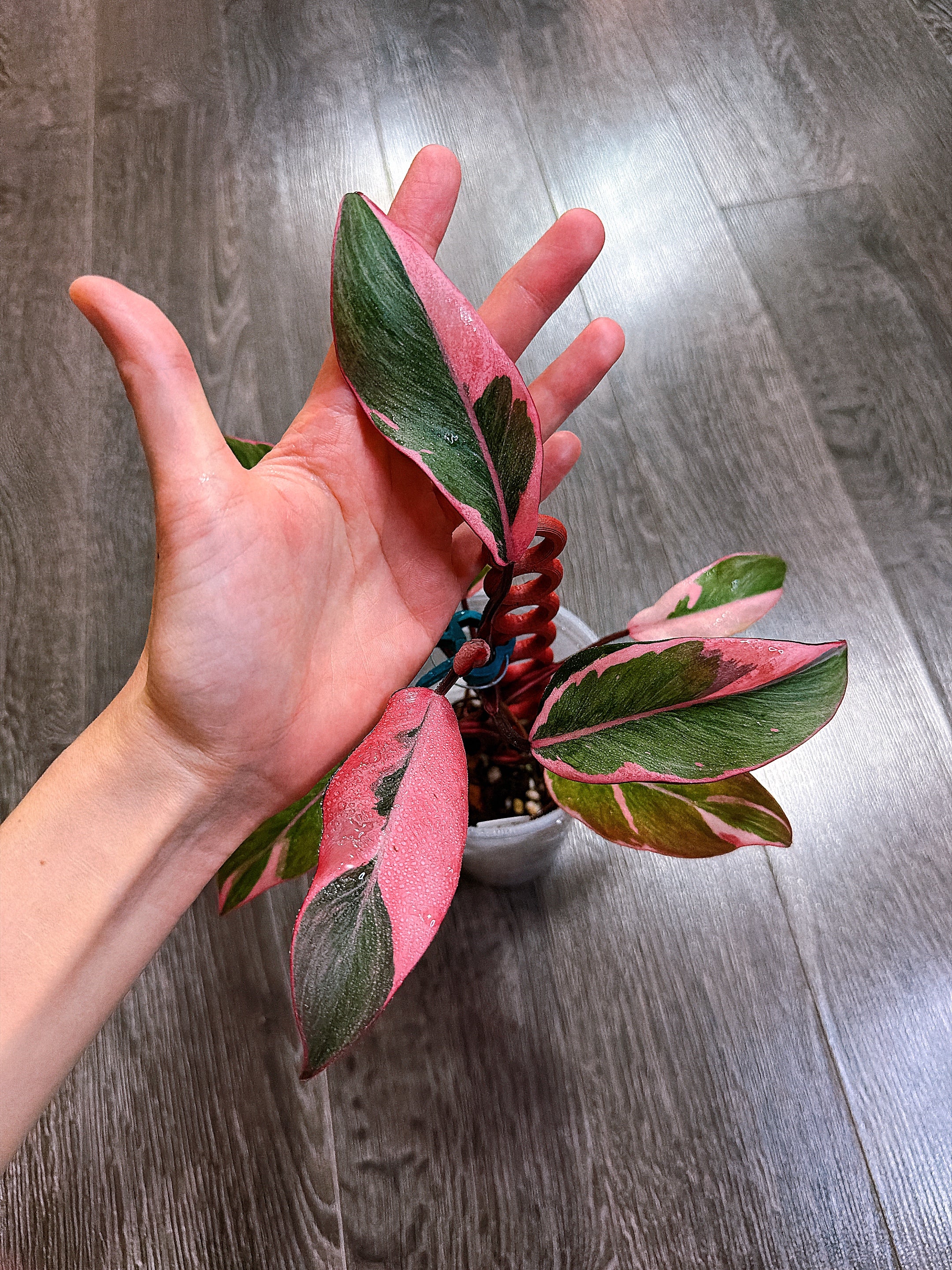 Philodendron Pink Princess Mutation