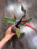 Philodendron Pink Princess Mutation