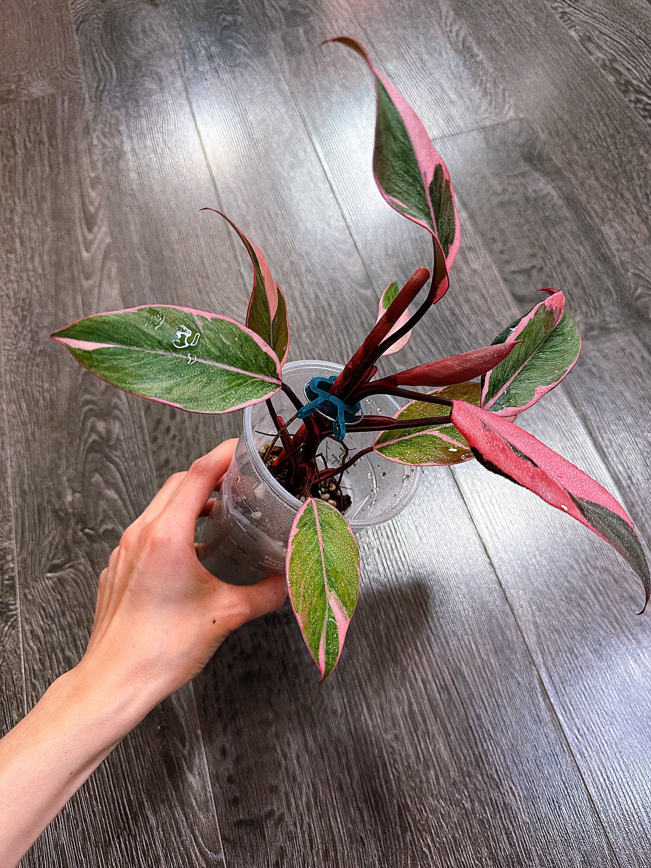 Philodendron Pink Princess Mutation