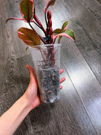 Philodendron Pink Princess Mutation