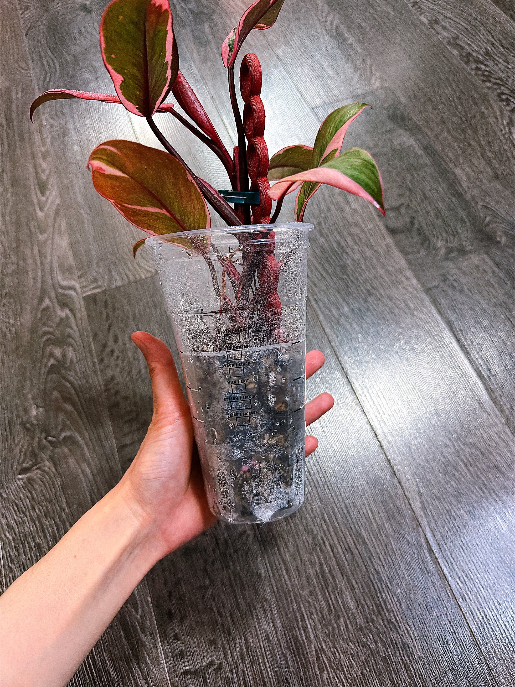 Philodendron Pink Princess Mutation