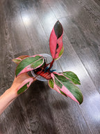 Philodendron Pink Princess Mutation