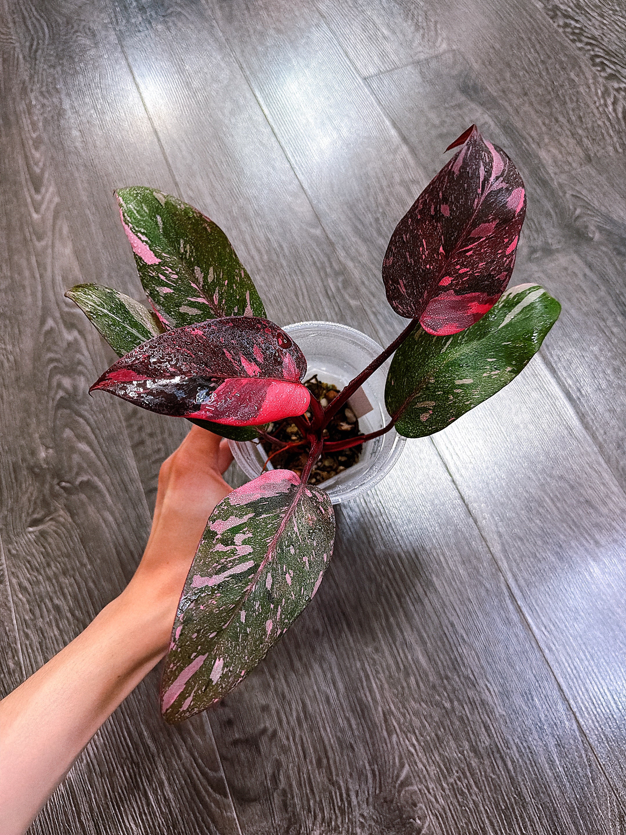 Philodendron Pink Princess Marble Galaxy Variegated