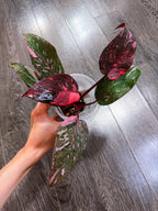 Philodendron Pink Princess Marble Galaxy Variegated