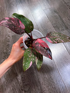 Philodendron Pink Princess Marble Galaxy Variegated