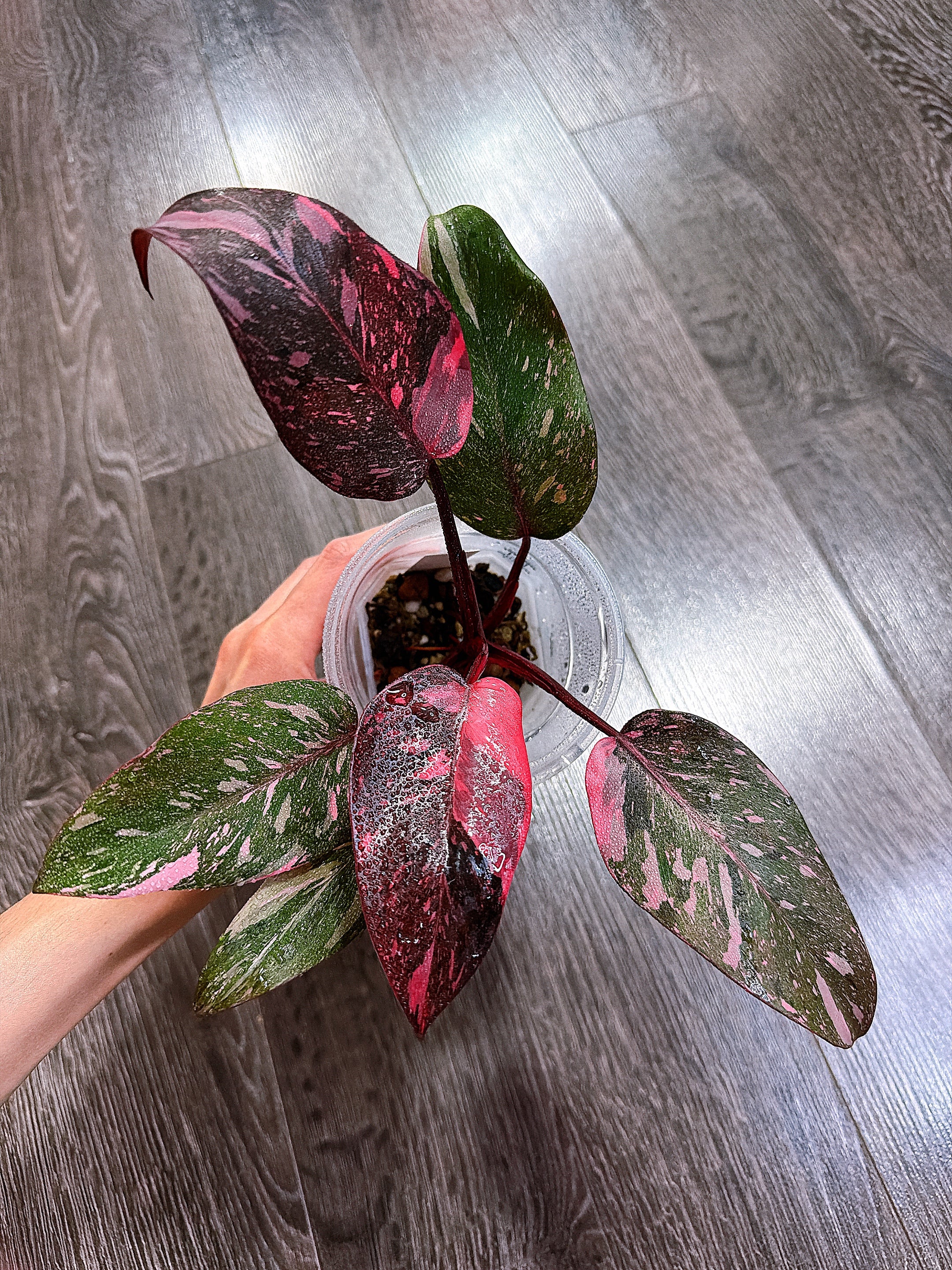 Philodendron Pink Princess Marble Galaxy Variegated