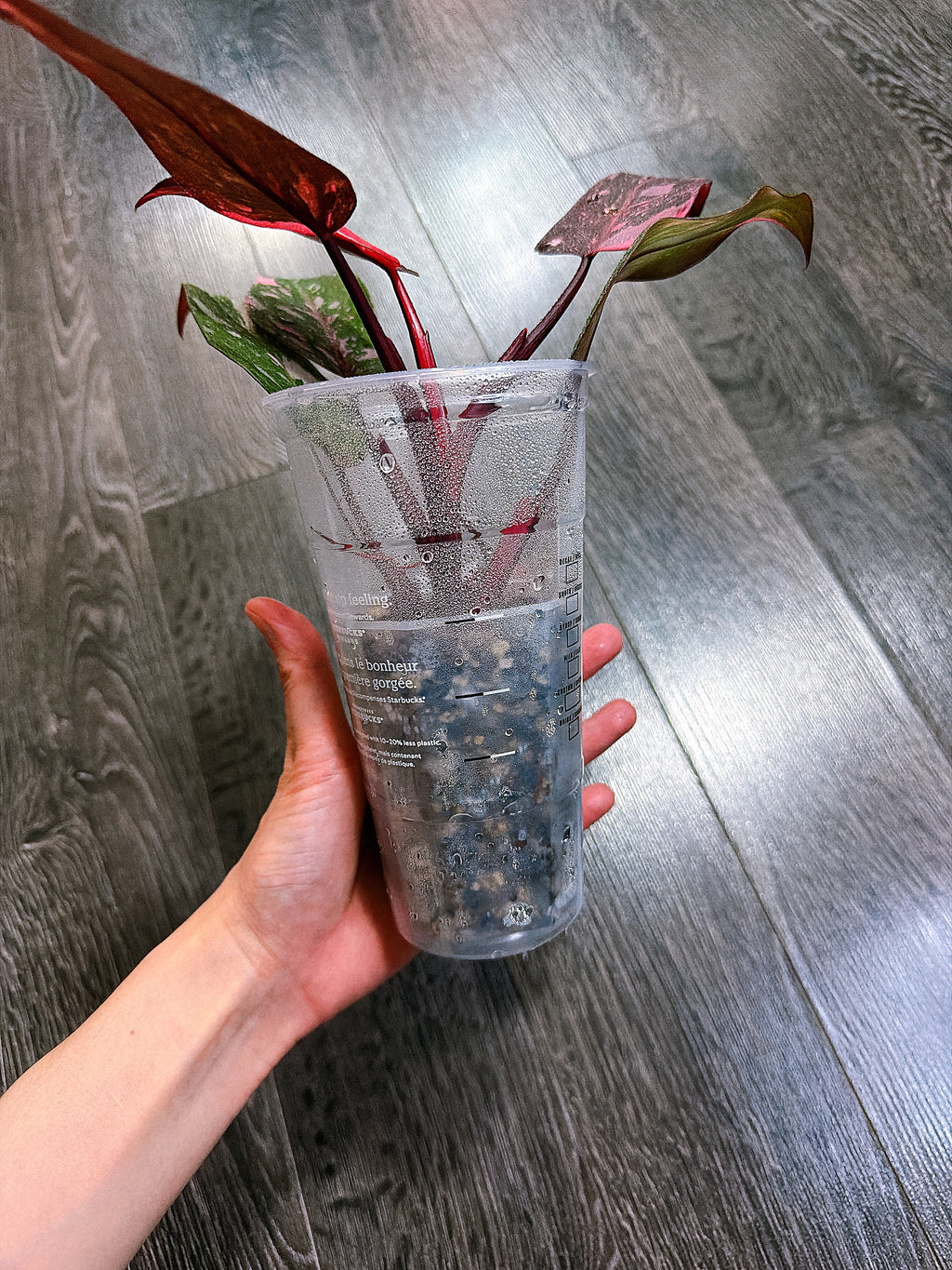 Philodendron Pink Princess Marble Galaxy Variegated