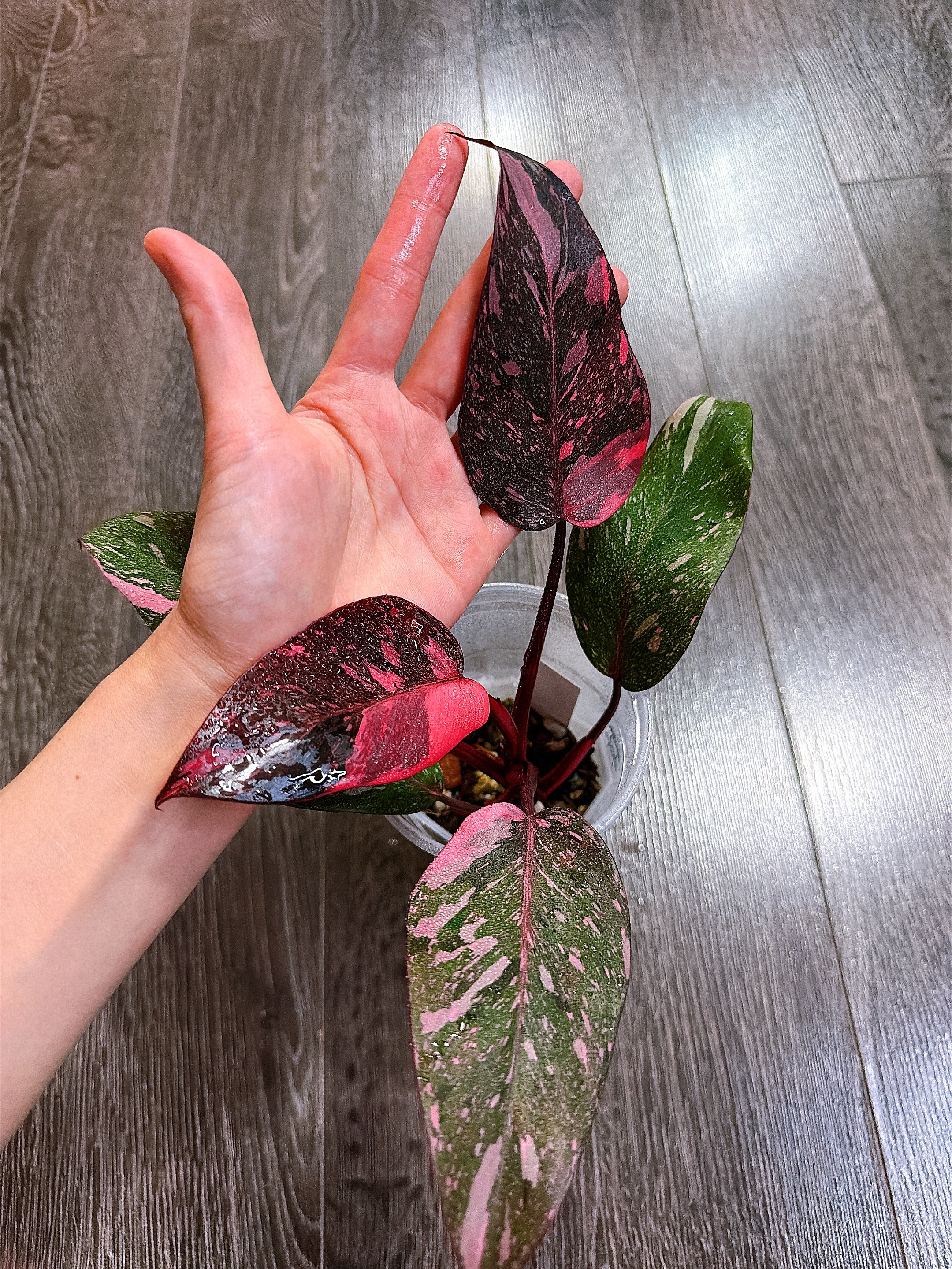 Philodendron Pink Princess Marble Galaxy Variegated