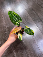 Philodendron Gloriosum Tri-color Variegated - E