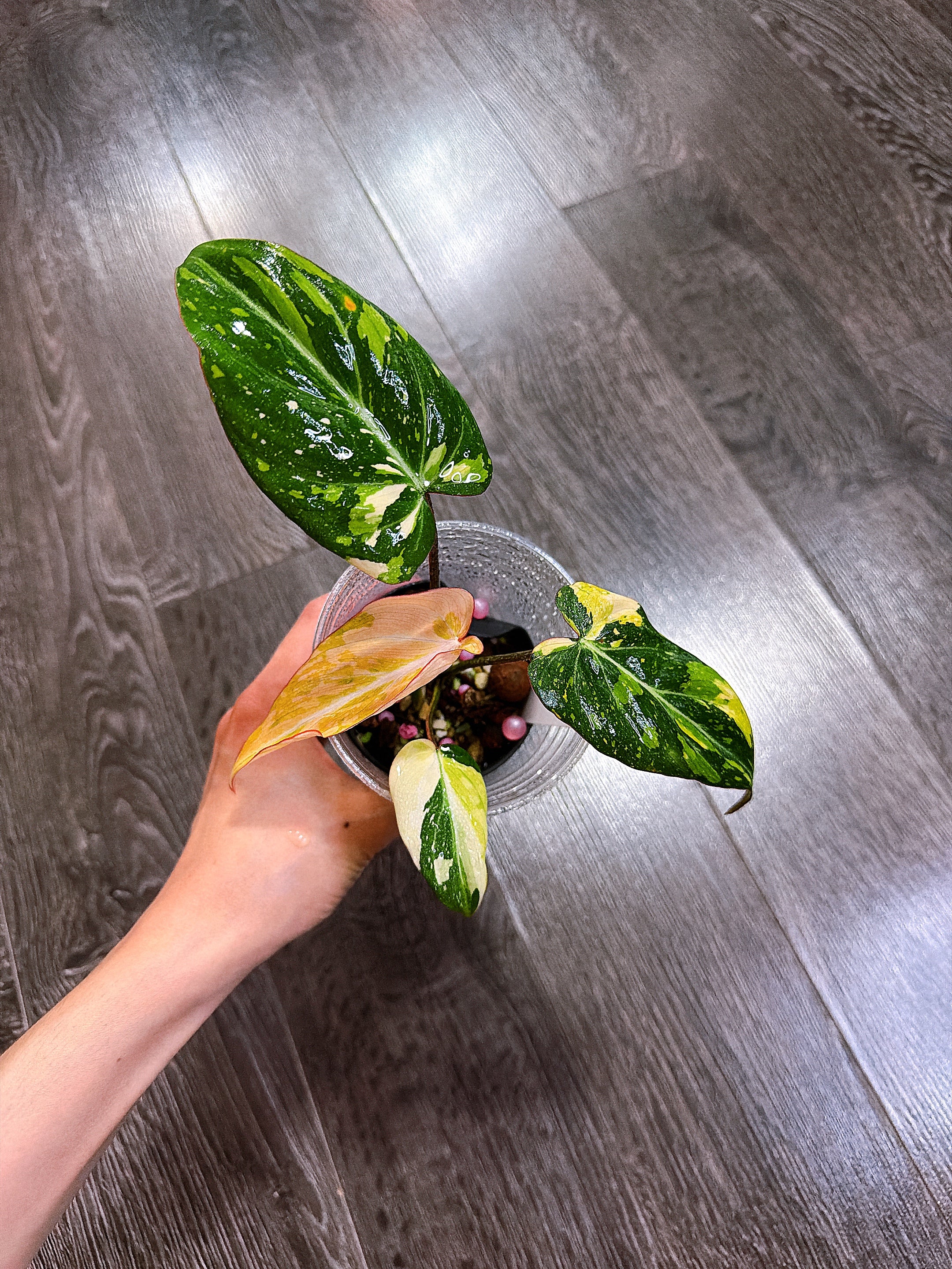 Philodendron Gloriosum Tri-color Variegated - E