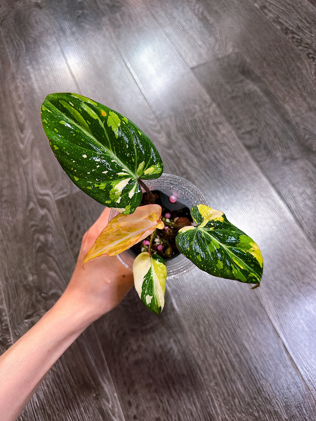 Philodendron Gloriosum Tri-color Variegated - E