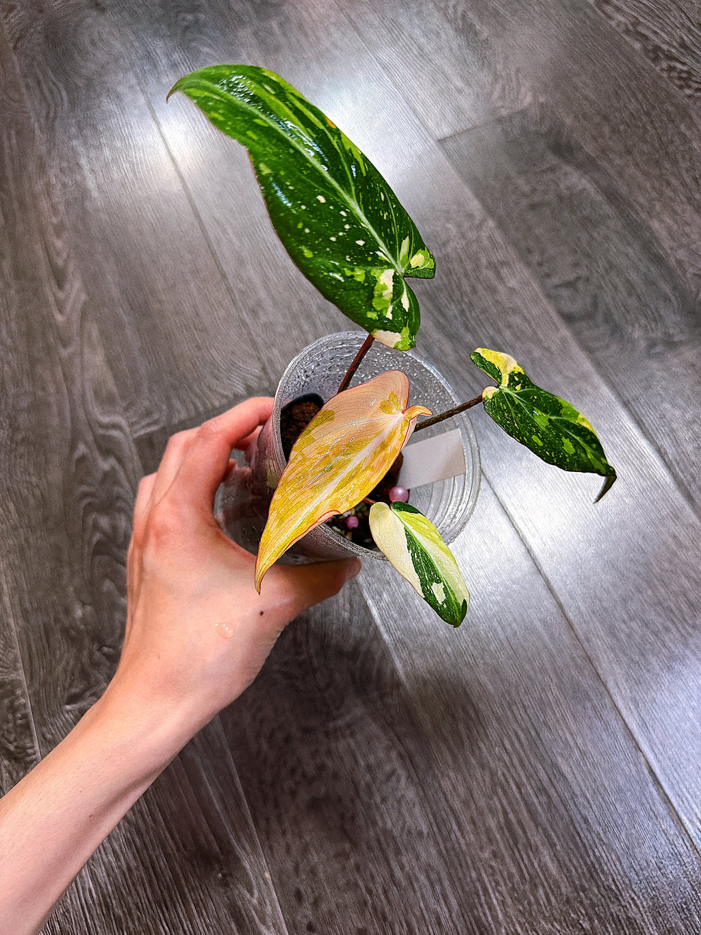 Philodendron Gloriosum Tri-color Variegated - E