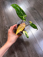 Philodendron Gloriosum Tri-color Variegated - E