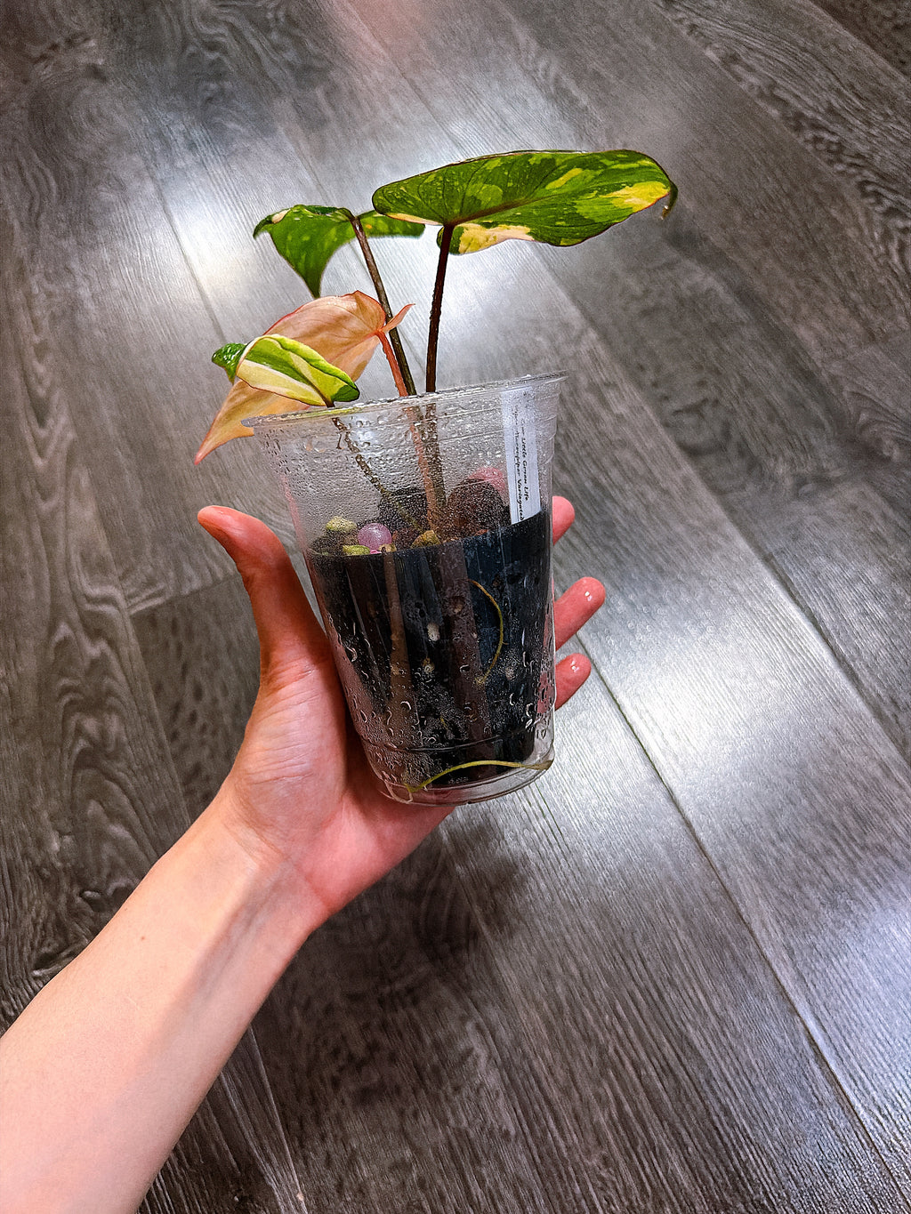 Philodendron Gloriosum Tri-color Variegated - E