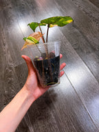 Philodendron Gloriosum Tri-color Variegated - E