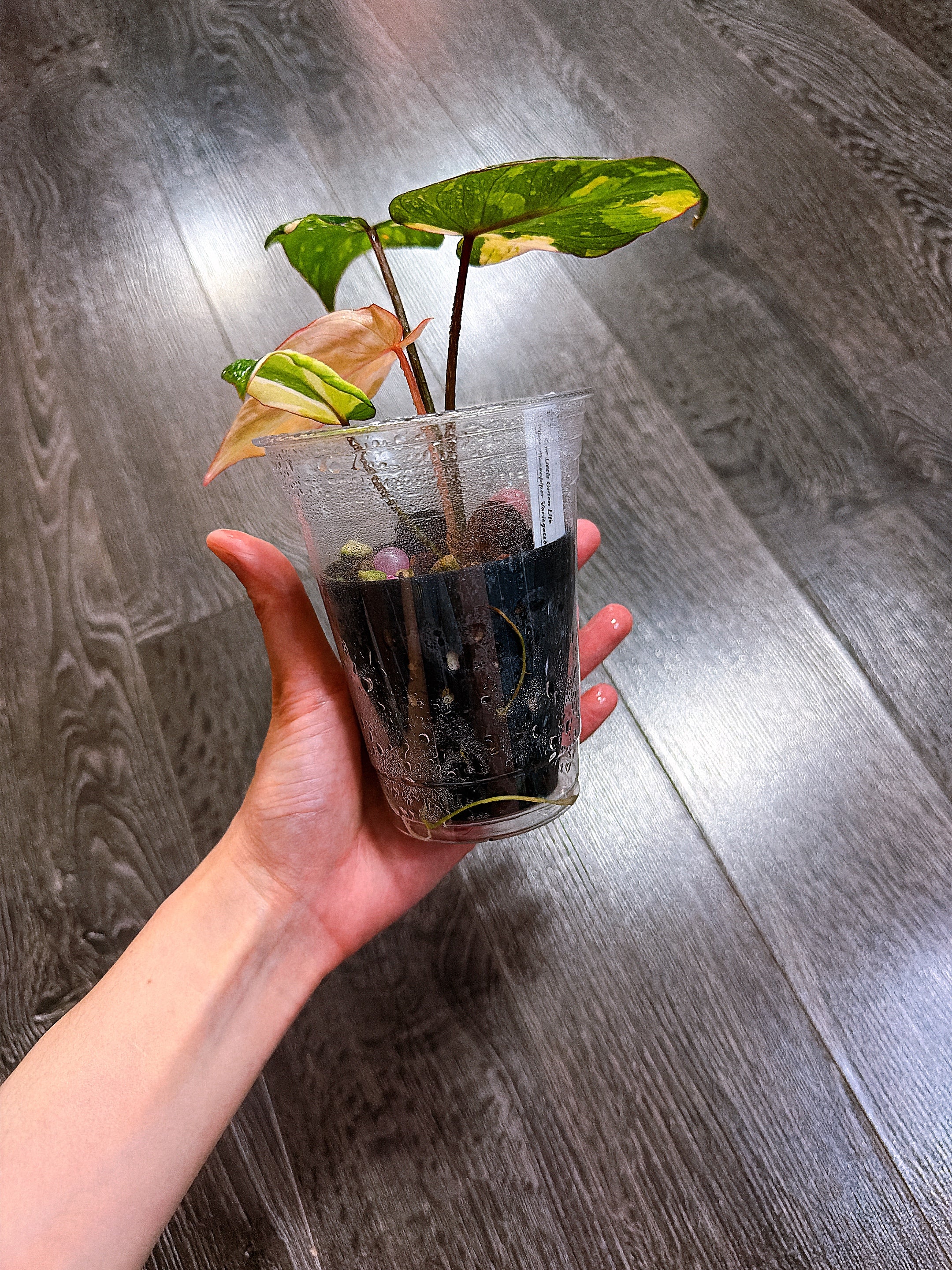 Philodendron Gloriosum Tri-color Variegated - E