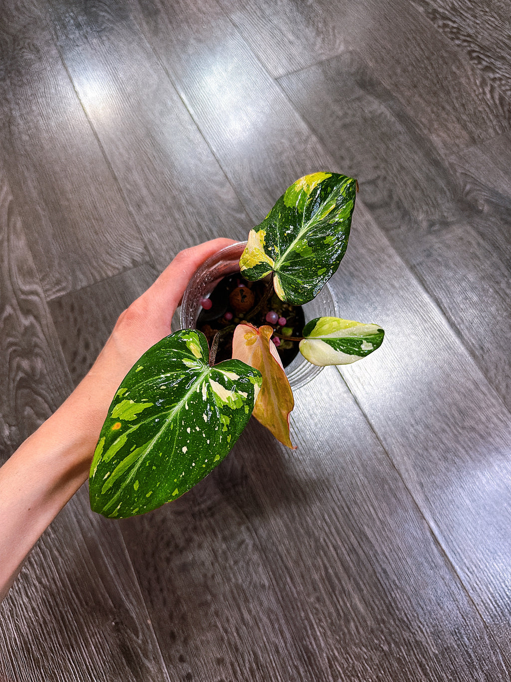 Philodendron Gloriosum Tri-color Variegated - E