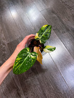 Philodendron Gloriosum Tri-color Variegated - E
