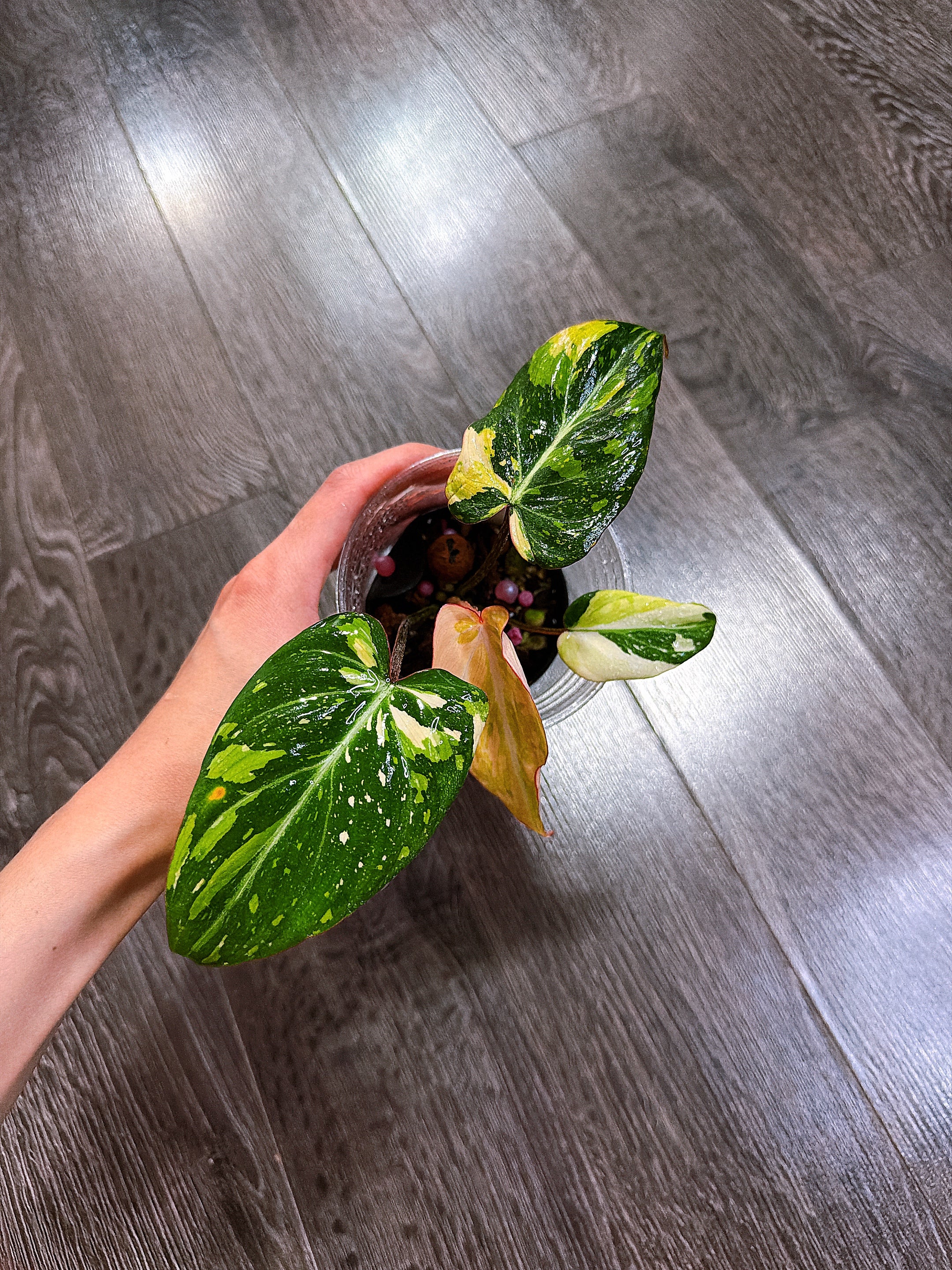 Philodendron Gloriosum Tri-color Variegated - E