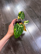 Philodendron Gloriosum Tri-color Variegated - E