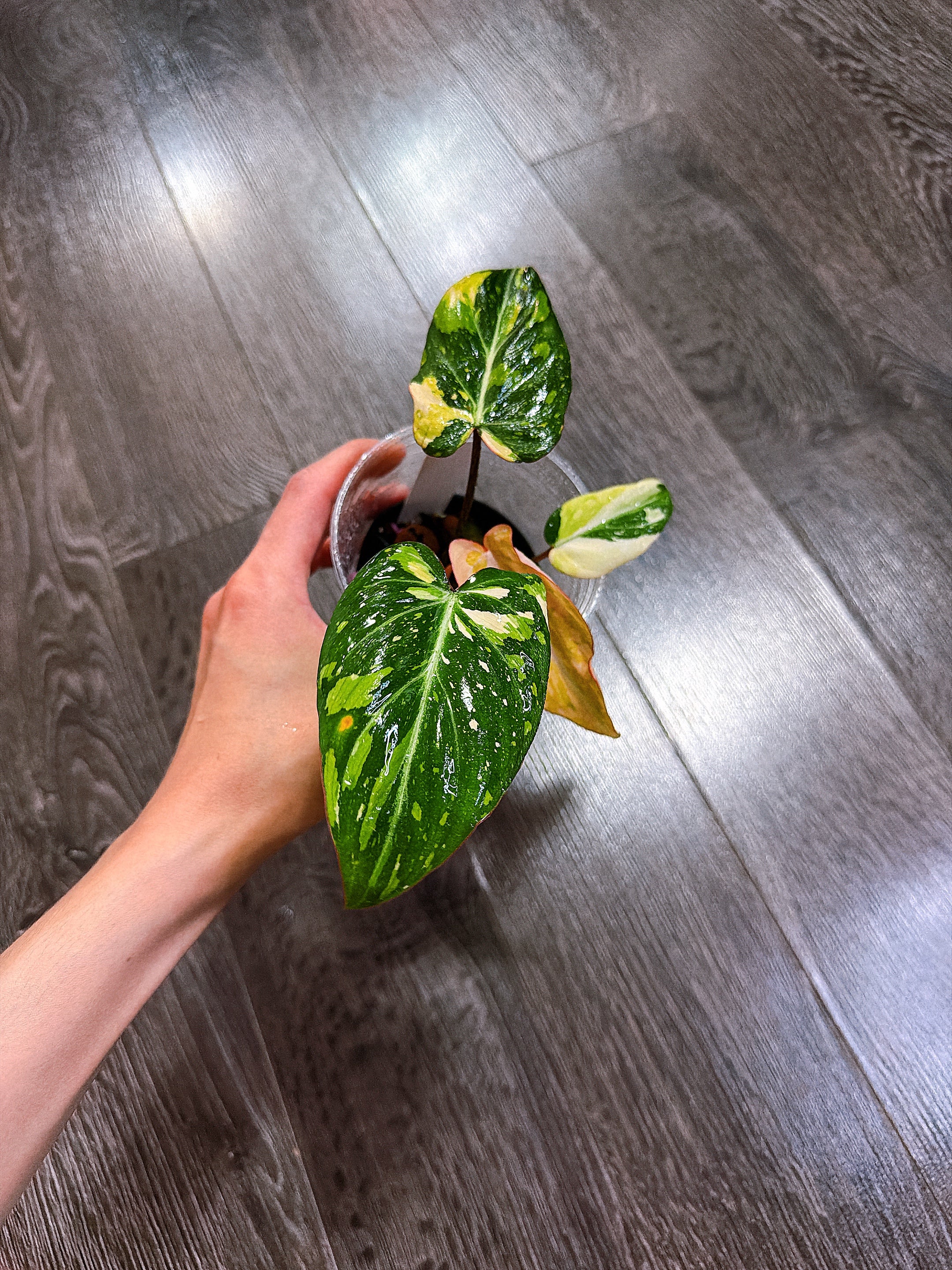 Philodendron Gloriosum Tri-color Variegated - E