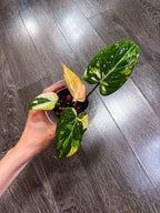 Philodendron Gloriosum Tri-color Variegated - E
