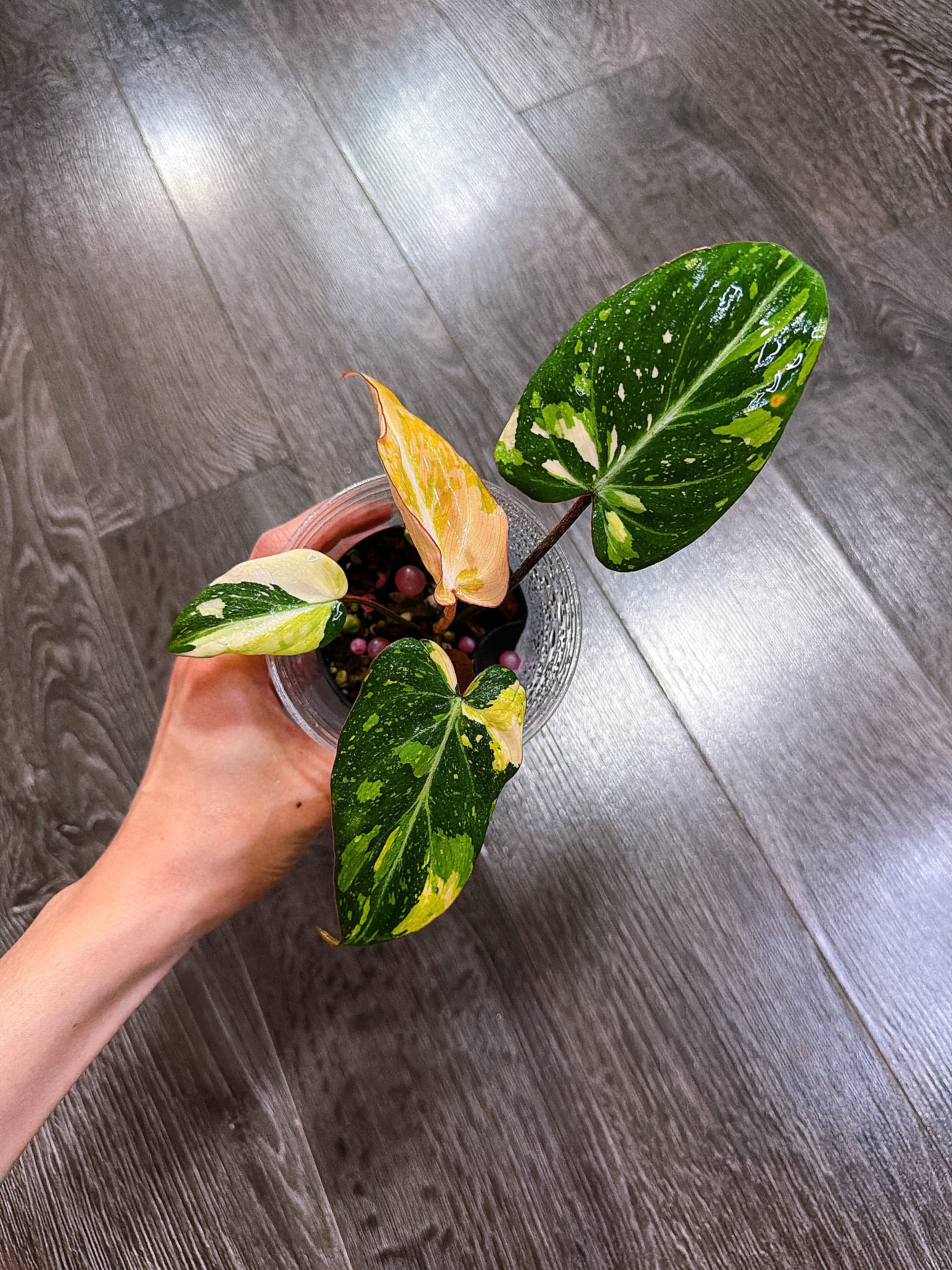 Philodendron Gloriosum Tri-color Variegated - E