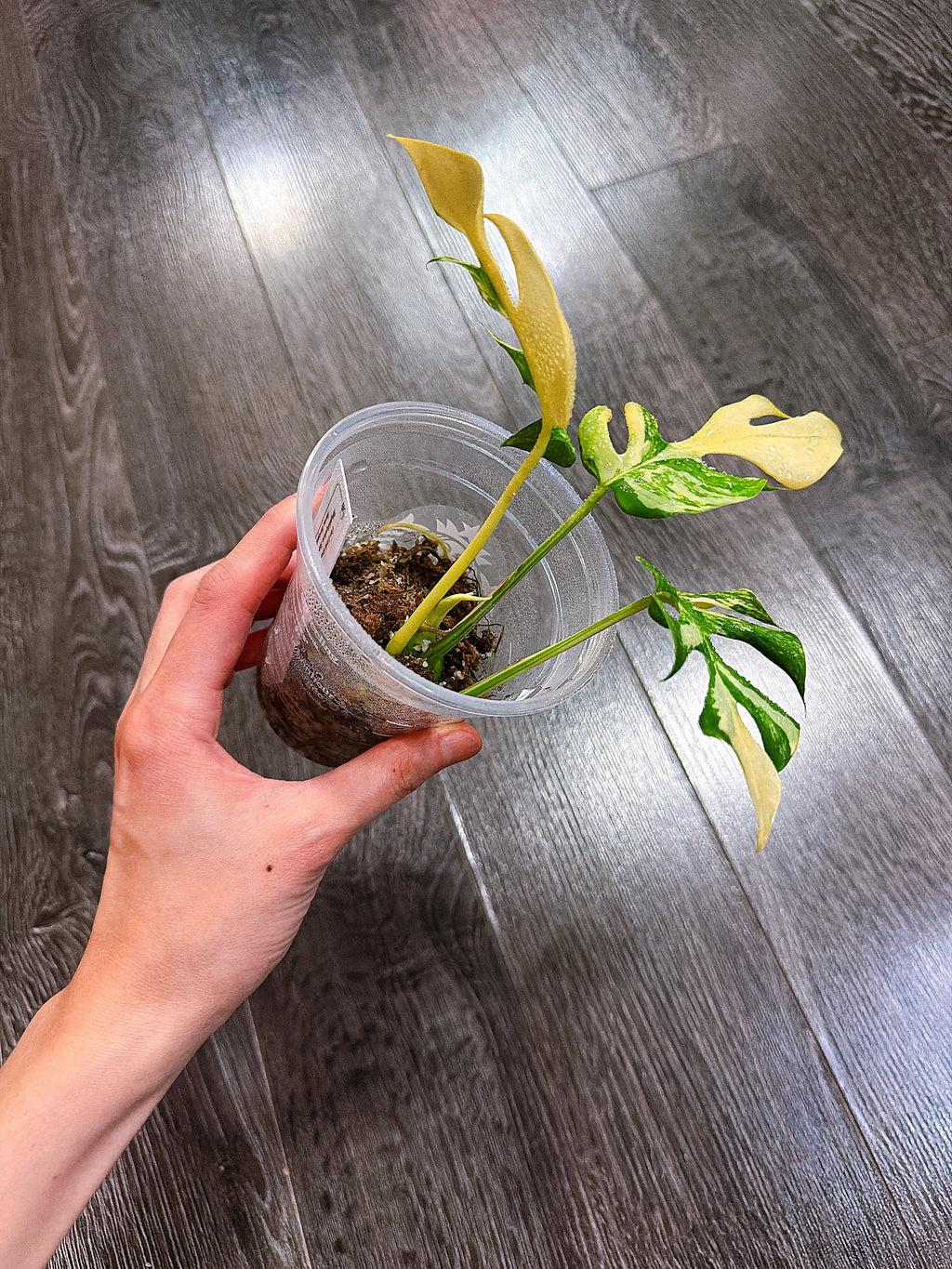 Rhaphidophora Tetrasperma Aurea Variegated