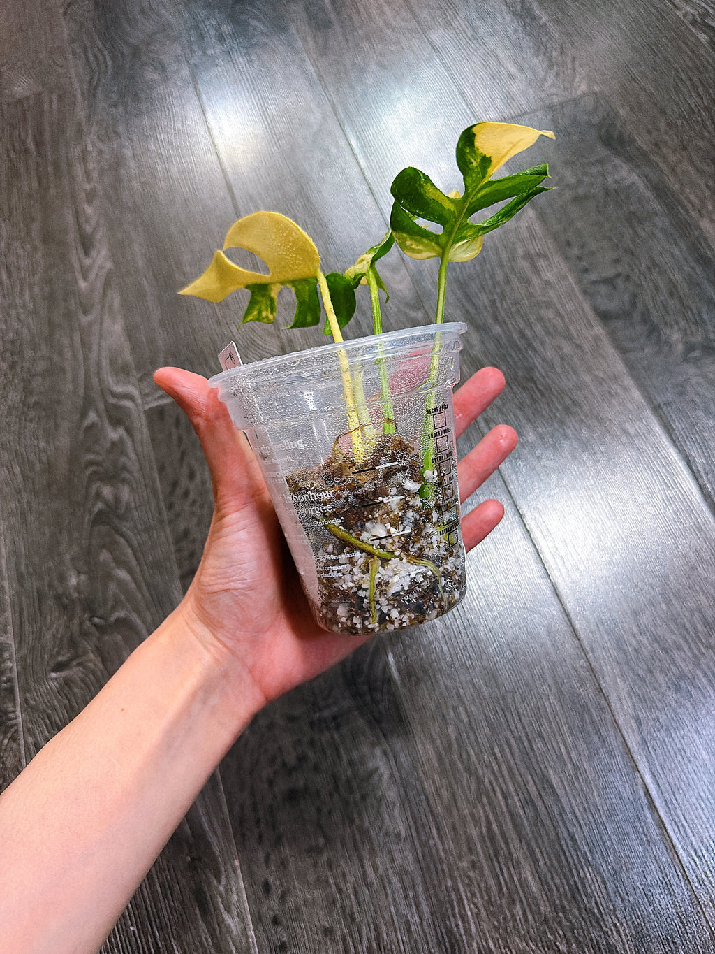 Rhaphidophora Tetrasperma Aurea Variegated