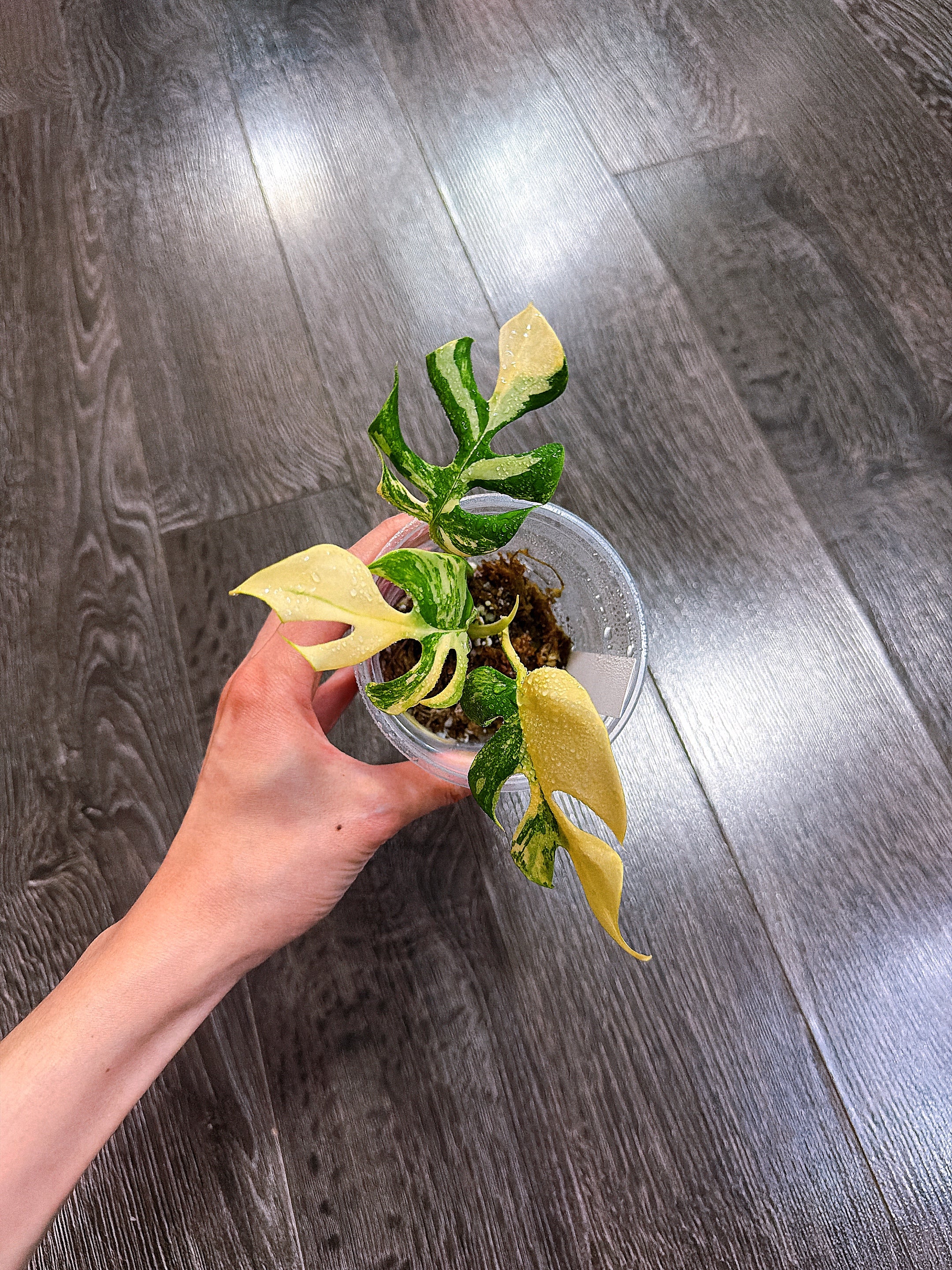 Rhaphidophora Tetrasperma Aurea Variegated
