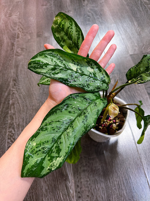 Aglaonema Manila Pride Variegated - Local Pickup and Delivery Only