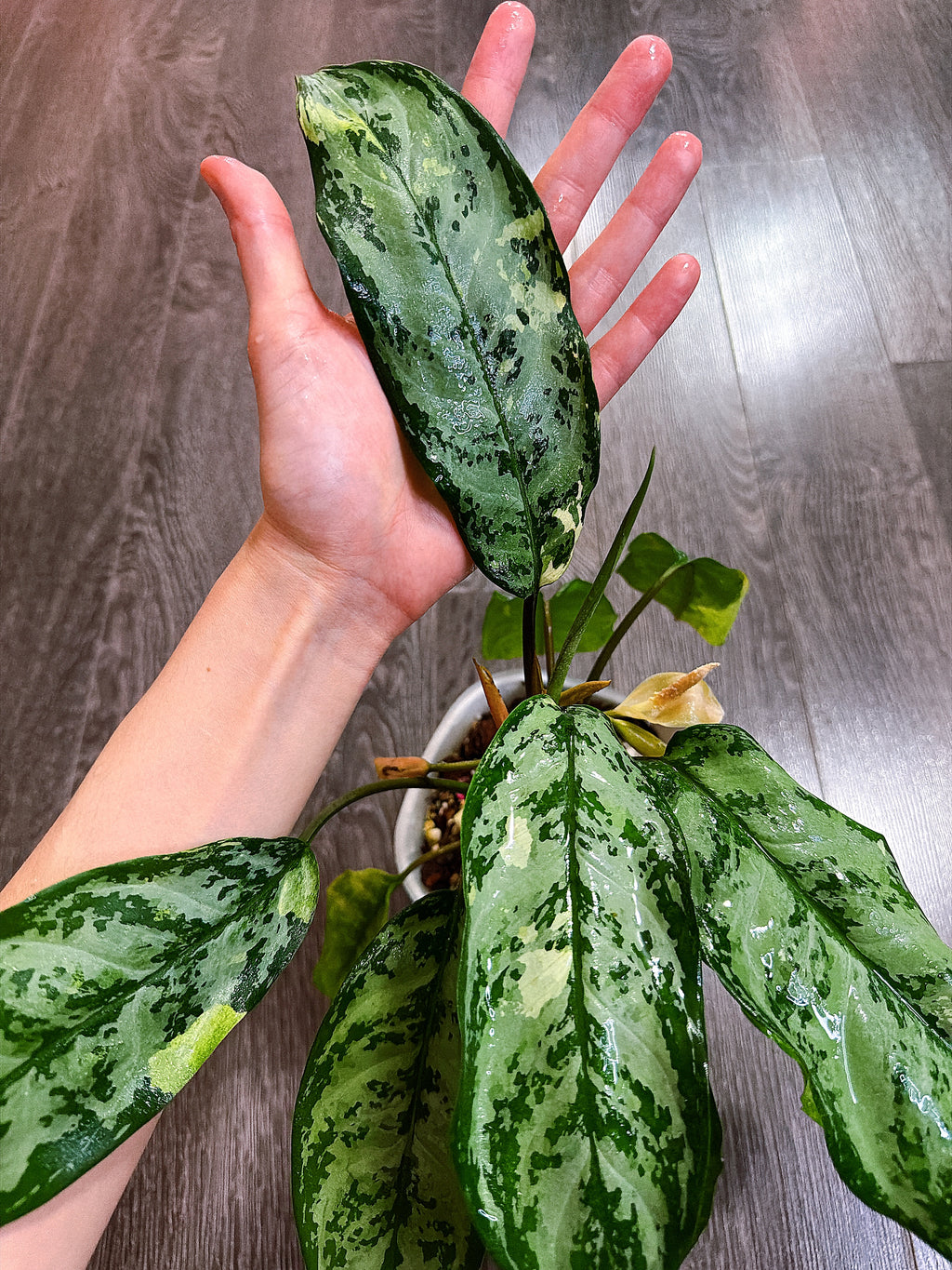 Aglaonema Manila Pride Variegated - Local Pickup and Delivery Only