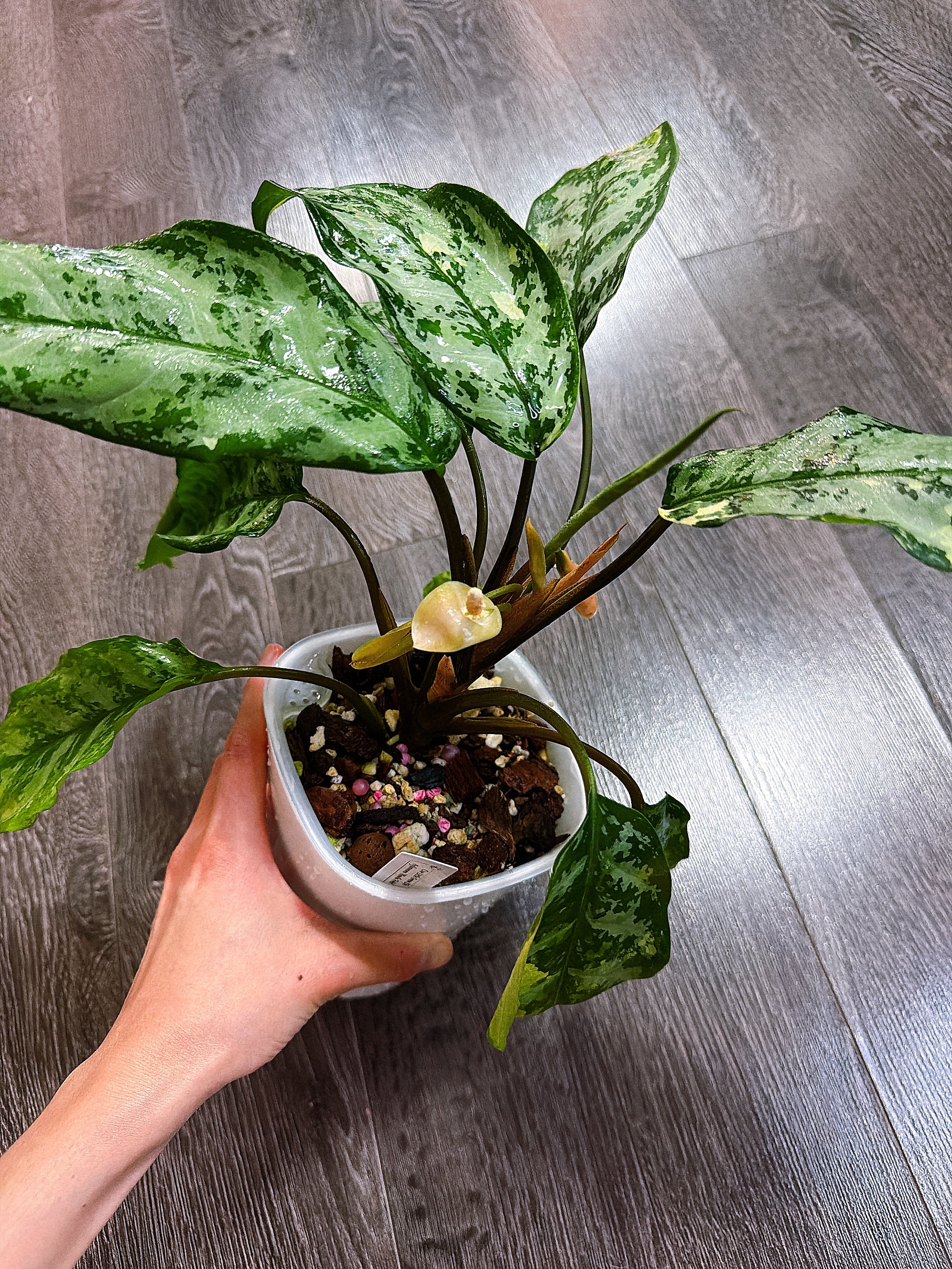 aglaonema manila variegated Aglaonema Manila Pride Variegated